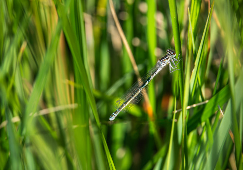 coenagrion mercuriale l agrion de mercure femelle coenagrion mercuriale l agrion de mercure femelle