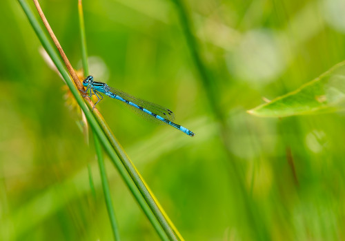 coenagrion mercuriale l agrion de mercure male coenagrion mercuriale l agrion de mercure male