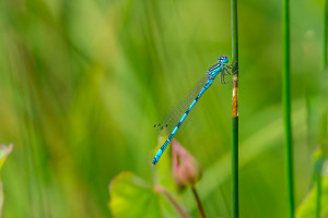 coenagrion mercuriale l agrion de mercure male coenagrion mercuriale l agrion de mercure male