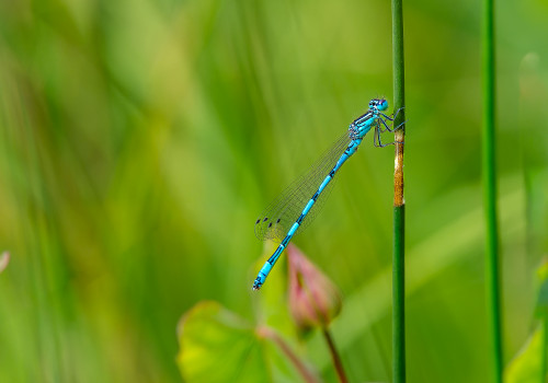 coenagrion mercuriale l agrion de mercure male coenagrion mercuriale l agrion de mercure male