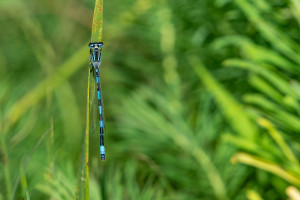 coenagrion mercuriale l agrion de mercure male coenagrion mercuriale l agrion de mercure male