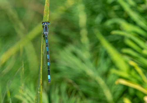 coenagrion mercuriale l agrion de mercure male coenagrion mercuriale l agrion de mercure male