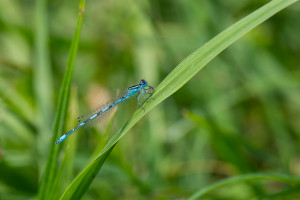 coenagrion mercuriale l agrion de mercure male coenagrion mercuriale l agrion de mercure male