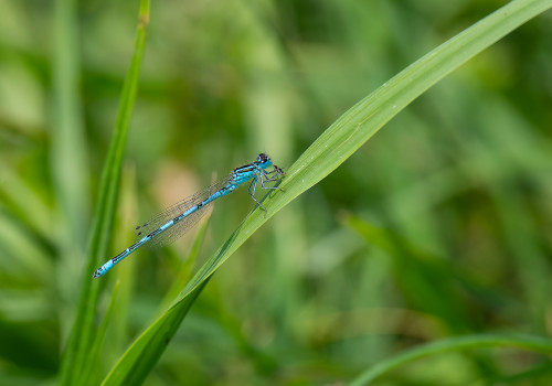 coenagrion mercuriale l agrion de mercure male coenagrion mercuriale l agrion de mercure male