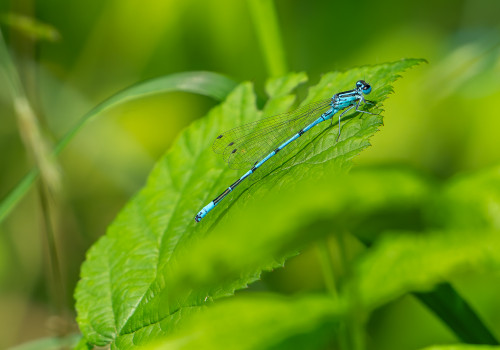 coenagrion puella agrion jouvencelle male coenagrion puella agrion jouvencelle male