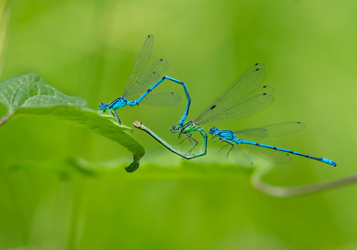 coenagrion puella l agrion jouvencelle couple coenagrion puella l agrion jouvencelle couple