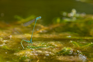 coenagrion puella l agrion jouvencelle couple 11 coenagrion puella l agrion jouvencelle couple 11