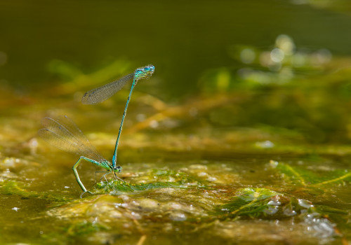 coenagrion puella l agrion jouvencelle couple 11 coenagrion puella l agrion jouvencelle couple 11