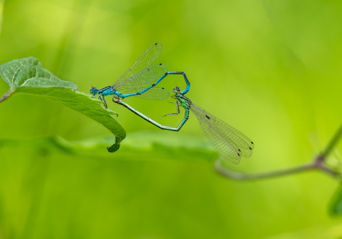 coenagrion puella l agrion jouvencelle couple coenagrion puella l agrion jouvencelle couple