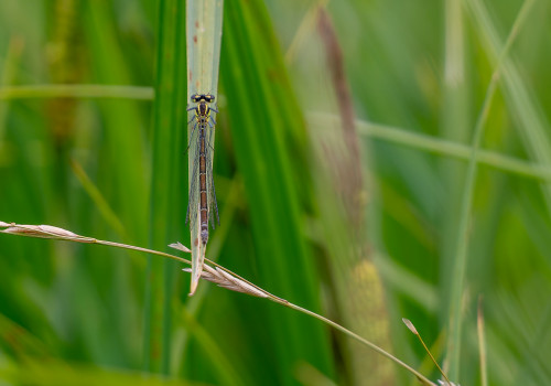 coenagrion puella l agrion jouvencelle femelle coenagrion puella l agrion jouvencelle femelle