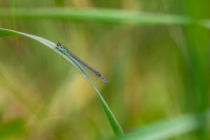 coenagrion puella l agrion jouvencelle femelle coenagrion puella l agrion jouvencelle femelle