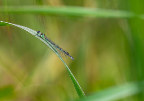 coenagrion puella l agrion jouvencelle femelle coenagrion puella l agrion jouvencelle femelle