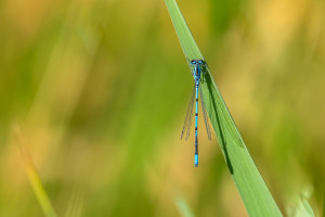 coenagrion puella l agrion jouvencelle male coenagrion puella l agrion jouvencelle male