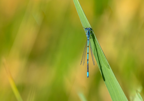 coenagrion puella l agrion jouvencelle male coenagrion puella l agrion jouvencelle male