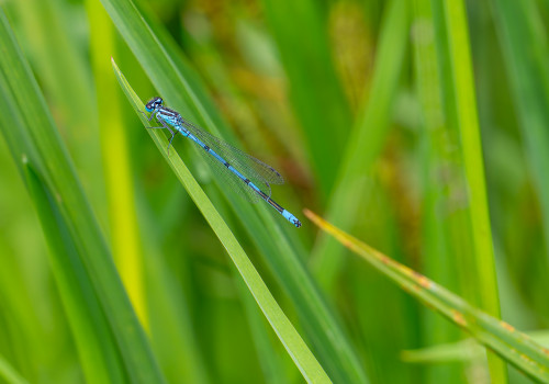 coenagrion puella l agrion jouvencelle male coenagrion puella l agrion jouvencelle male
