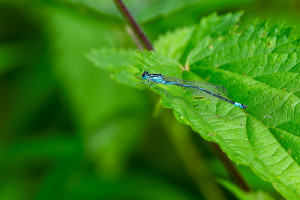 coenagrion puella l agrion jouvencelle male coenagrion puella l agrion jouvencelle male