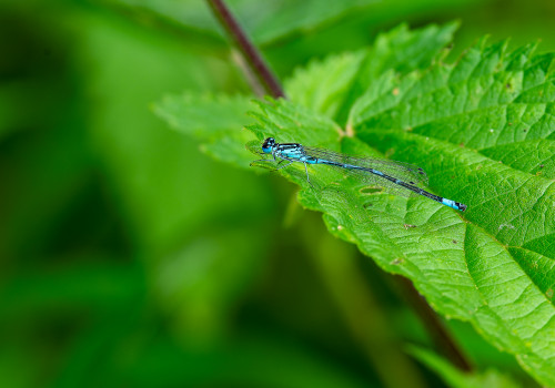 coenagrion puella l agrion jouvencelle male coenagrion puella l agrion jouvencelle male