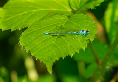 coenagrion pulchellum agrion gracieux coenagrion pulchellum agrion gracieux