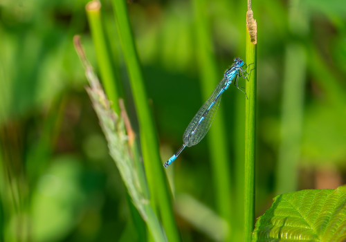coenagrion pulchellum agrion gracieux coenagrion pulchellum agrion gracieux