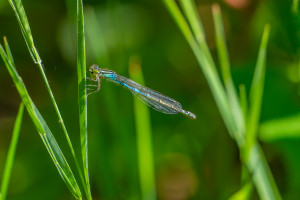 coenagrion scitulum agrion mignon femelle coenagrion scitulum agrion mignon femelle