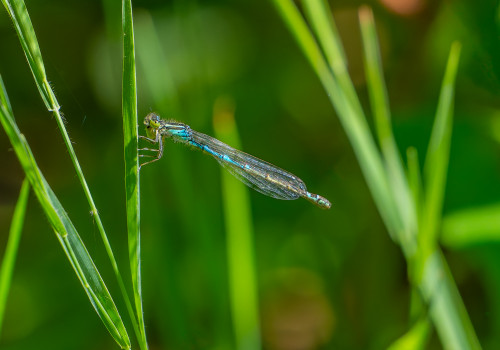 coenagrion scitulum agrion mignon femelle coenagrion scitulum agrion mignon femelle