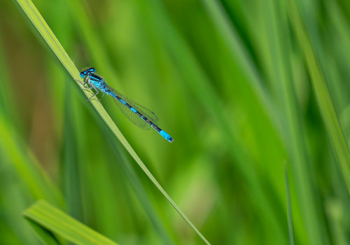 coenagrion scitulum agrion mignon male coenagrion scitulum agrion mignon male