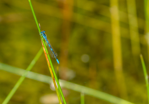 coenagrion scitulum agrion mignon male coenagrion scitulum agrion mignon male