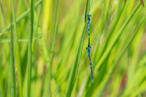coenagrion scitulum agrion mignon couple coenagrion scitulum agrion mignon couple