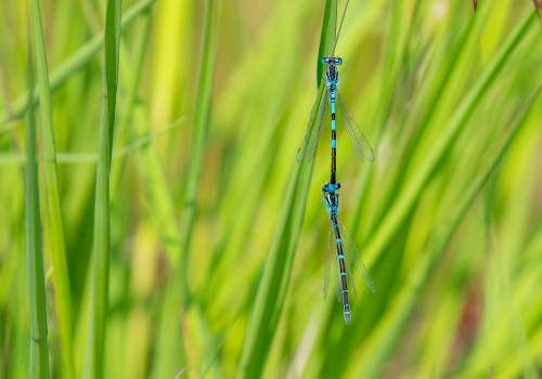 coenagrion scitulum agrion mignon couple coenagrion scitulum agrion mignon couple
