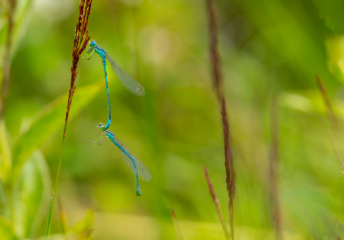 coenagrion scitulum agrion mignon couple coenagrion scitulum agrion mignon couple