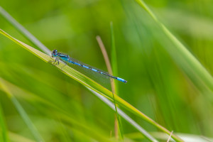 coenagrion scitulum agrion mignon male coenagrion scitulum agrion mignon male