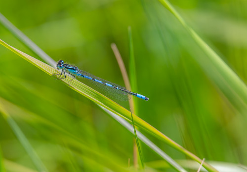 coenagrion scitulum agrion mignon male coenagrion scitulum agrion mignon male
