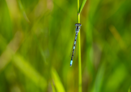 coenagrion scitulum agrion mignon male coenagrion scitulum agrion mignon male