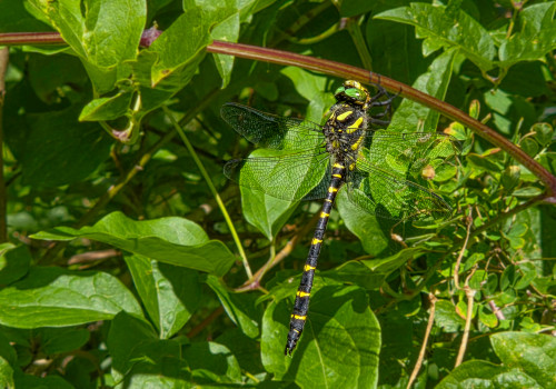 cordulegaster bidentata cordulegastre bidente male cordulegaster bidentata cordulegastre bidente male