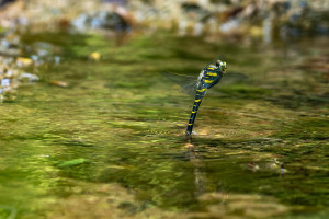 cordulegaster boltonii cordulegastre annele femelle cordulegaster boltonii cordulegastre annele femelle