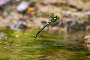 cordulegaster boltonii cordulegastre annele femelle cordulegaster boltonii cordulegastre annele femelle