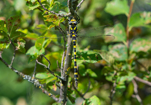 cordulegaster boltonii   cordulegastre annele femelle