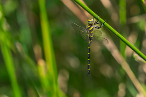 cordulegaster boltonii cordulegastre annele male cordulegaster boltonii cordulegastre annele male