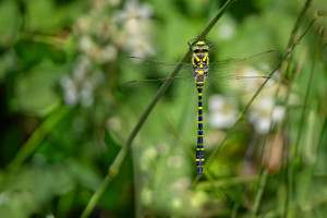 cordulegaster boltonii le cordulegastre annele male cordulegaster boltonii le cordulegastre annele male