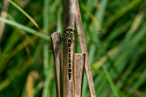 cordulegaster boltonii le cordulegastre annele male cordulegaster boltonii le cordulegastre annele male