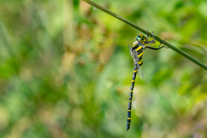 cordulegaster boltonii le cordulegastre annele male cordulegaster boltonii le cordulegastre annele male