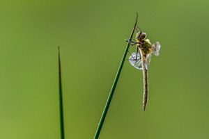 cordulia aenea cordulie bronzee cordulia aenea cordulie bronzee