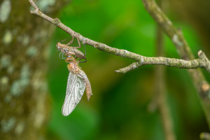 cordulia aenea cordulie bronzee femelle cordulia aenea cordulie bronzee femelle