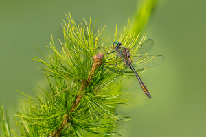 cordulia aenea cordulie bronzee male cordulia aenea cordulie bronzee male