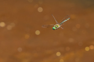 cordulia aenea cordulie bronzee male cordulia aenea cordulie bronzee male
