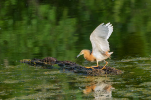 ardeola ralloides crabier chevelu ardeola ralloides crabier chevelu