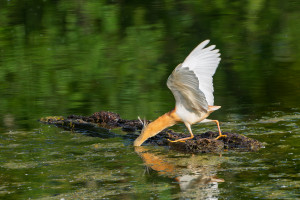 ardeola ralloides crabier chevelu ardeola ralloides crabier chevelu