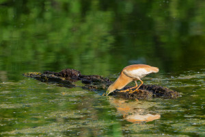 ardeola ralloides crabier chevelu ardeola ralloides crabier chevelu