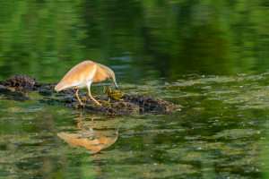 ardeola ralloides crabier chevelu ardeola ralloides crabier chevelu