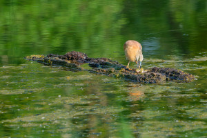 ardeola ralloides crabier chevelu ardeola ralloides crabier chevelu